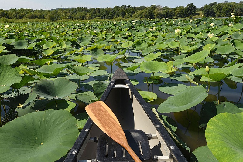 Acres of water lilies greet paddlers on the upstream end of Lake Sequoyah. Wildlife and wildflowers abound at the lake on the southeast edge of Fayetteville. The lake has trails for hiking and horseback riding. Anglers enjoy fishing for largemouth bass, crappie, bluegill and catfish.
(NWA Democrat-Gazette/Flip Putthoff)