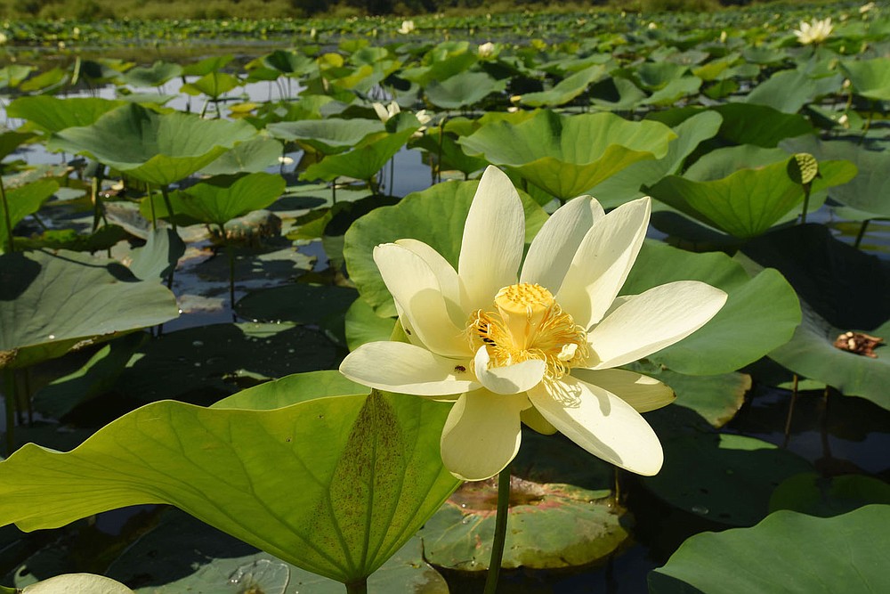 The bright blossoms of water lilies are a sight to behold during summer at Lake Sequoyah.
(NWA Democrat-Gazette/Flip Putthoff)