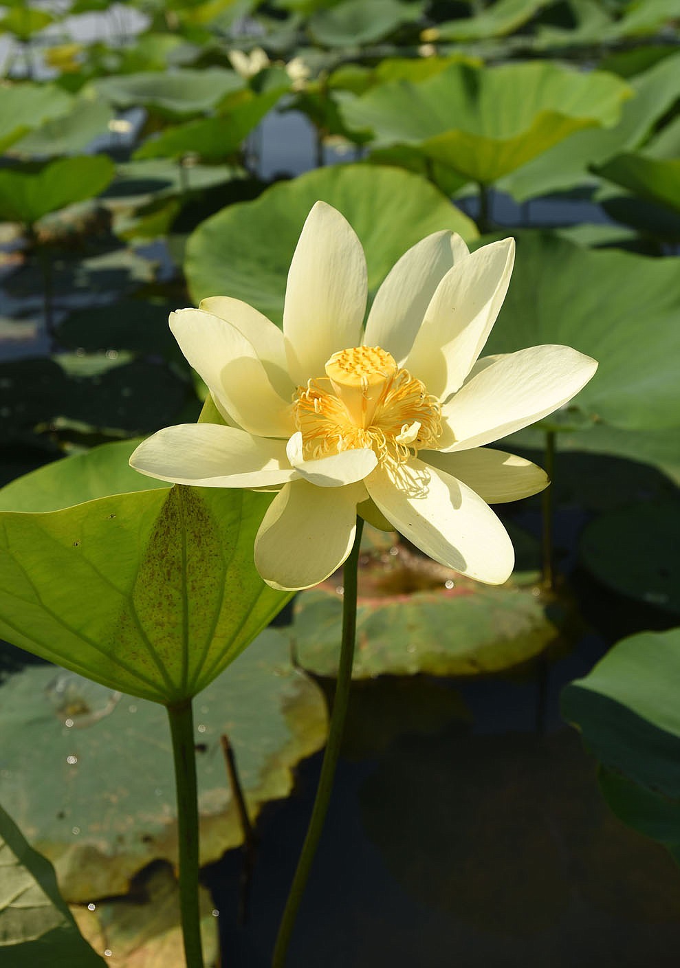 The bright blossoms of water lilies are a sight to behold during summer at Lake Sequoyah.
(NWA Democrat-Gazette/Flip Putthoff)