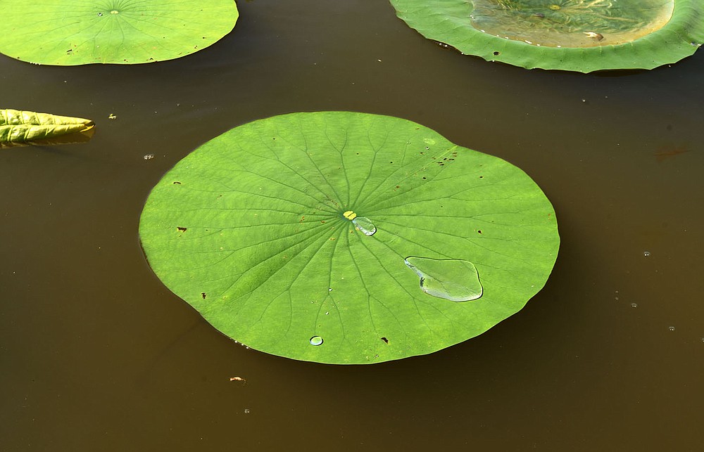 The surface of lily pads repels water similar to the way liquid mercury rolls off of any surface.
(NWA Democrat-Gazette/Flip Putthoff)