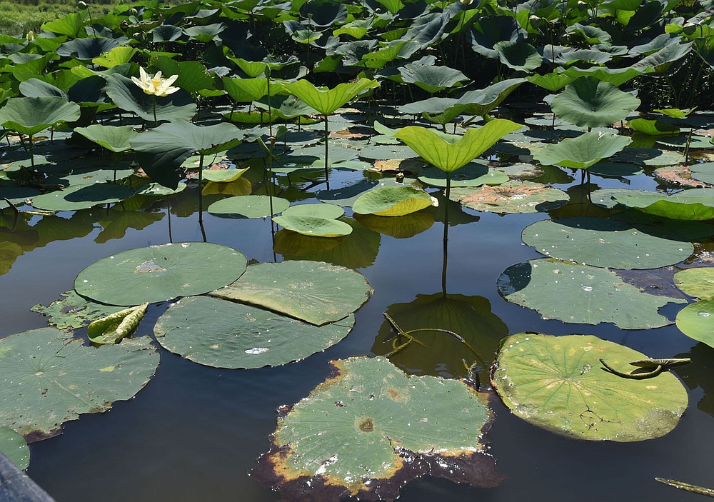 Shallow water and a mud bottom on the upstream end of Lake Sequoyah allows water lilies to grow.
(NWA Democrat-Gazette/Flip Putthoff)
