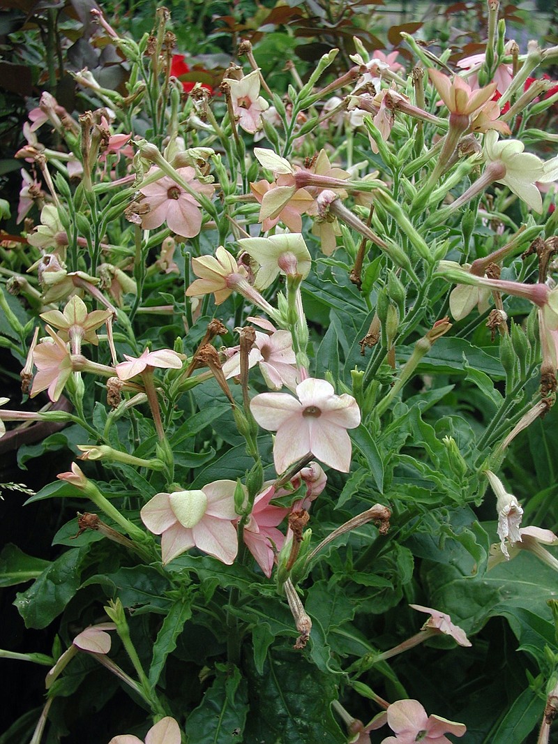 How to plant for fragrant summer nights