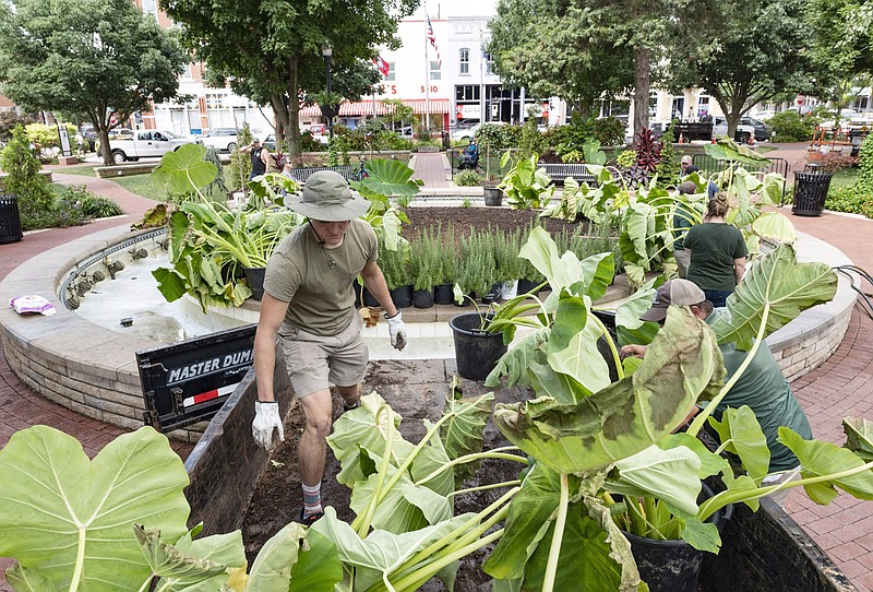 Tyler Hallam (left) works with other Bentonville Parks and Recreation Department works to off load elephant ear plants (Colocasia) as they work to plant a garden inside the Bentonville√¢‚Ç¨≈°√É‚Äû√É¬¥s squares fountain where the confederate statue once stood.
(NWA Democrat-Gazette/Spencer Tirey)