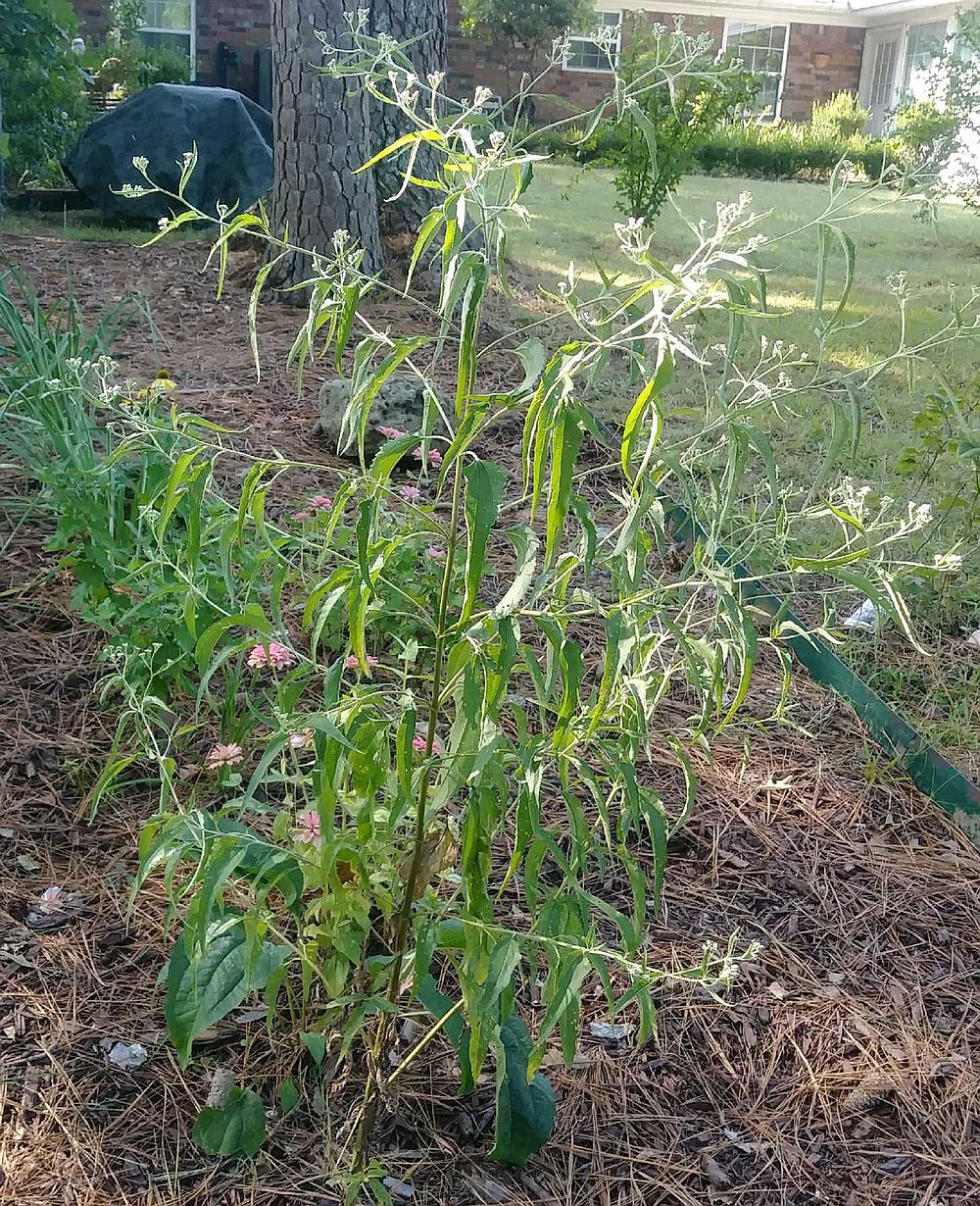 Boneset (Eupatorium perfoliatum) is a native perennial used in folk remedies. (Special to the Democrat-Gazette)
