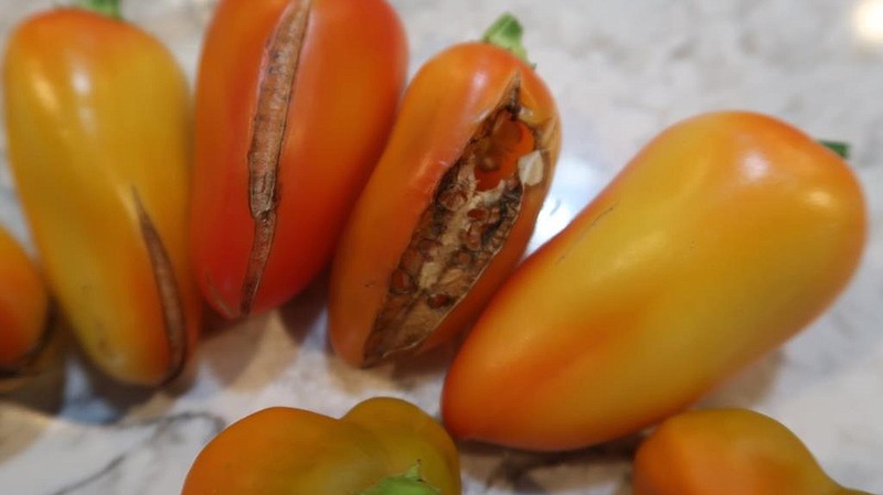 Excessive rain will cause peppers to split, as it does tomatoes. (Special to the Democrat-Gazette)