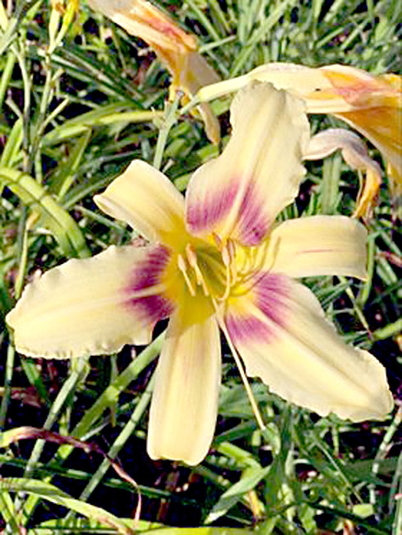 Photo submitted
Daylilies come in all kinds of colors and sizes and the Garden Club will have about 58 varieties for sale during their fall plant sale.