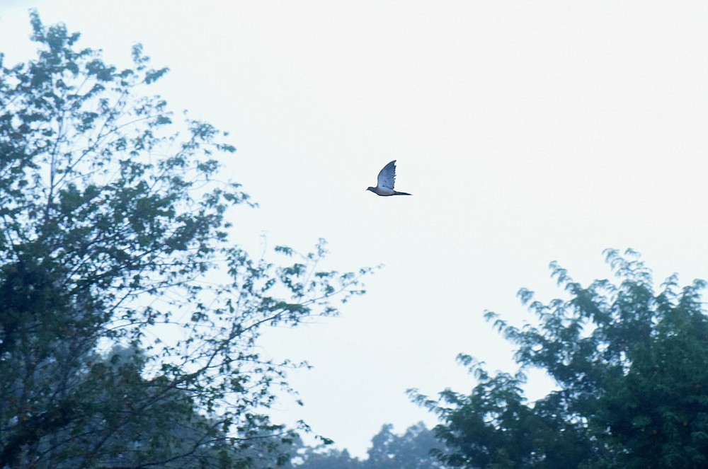 A dove flies at treetop level Sept. 5 2020 on opening morning.
(NWA Democrat-Gazette/Flip Putthoff)