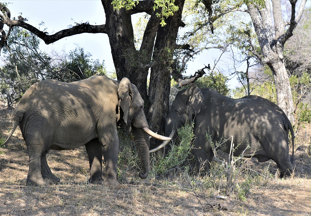 Elephants are seen in the Kruger National Park, South Africa, Tuesday, Aug. 25, 2020. Africa's tourism sector is struggling to cope with the drop in international travel caused by the COVID-19 pandemic. The World Travel and Tourism Council estimates the drop in travel caused by the COVID-19 pandemic will see Africa lose between $53 billion and $120 billion in contributions to its GDP in 2020. ( AP Photo/Kevin Anderson)
