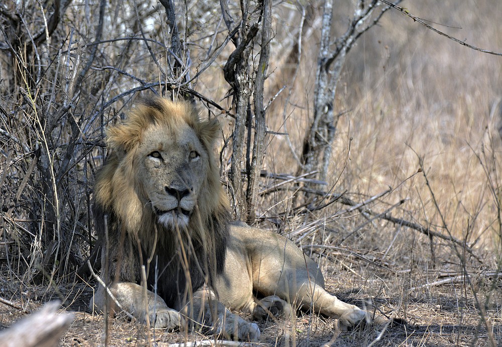 A lion is seen in the Kruger National Park, South Africa, Tuesday, Aug, 25, 2020. Africa's tourism sector is struggling to cope with the drop in international travel caused by the COVID-19 pandemic. The World Travel and Tourism Council estimates the drop in travel caused by the COVID-19 pandemic will see Africa lose between $53 billion and $120 billion in contributions to its GDP in 2020. (AP Photo/Kevin Anderson)