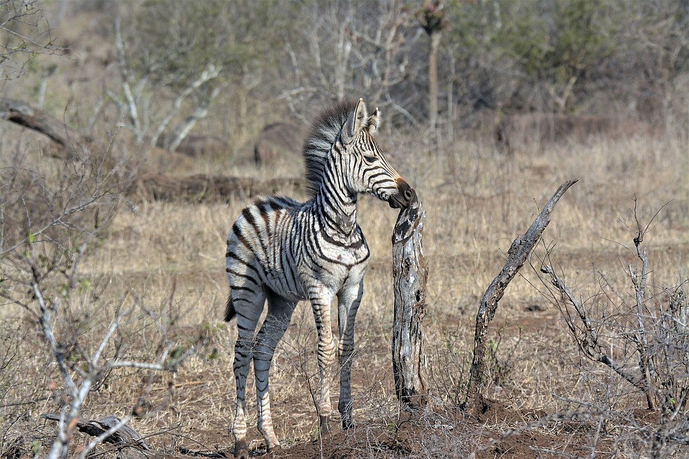 A baby zebra is seen in the Kruger National Park, South Africa, Monday, Aug, 24, 2020. Africa's tourism sector is struggling to cope with the drop in international travel caused by the COVID-19 pandemic. The World Travel and Tourism Council estimates the drop in travel caused by the COVID-19 pandemic will see Africa lose between $53 billion and $120 billion in contributions to its GDP in 2020. ( AP Photo/Kevin Anderson)