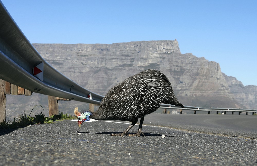 A helmeted guinea fowl is seen with Table Mountain, a tourist hotspot, in the background, in Cape Town, South Africa, Friday July 31, 2020. Africa's tourism sector is struggling to cope with the drop in international travel caused by the COVID-19 pandemic. The World Travel and Tourism Council estimates the drop in travel caused by the COVID-19 pandemic will see Africa lose between $53 billion and $120 billion in contributions to its GDP in 2020. (AP Photo/Nardus Engelbrecht)