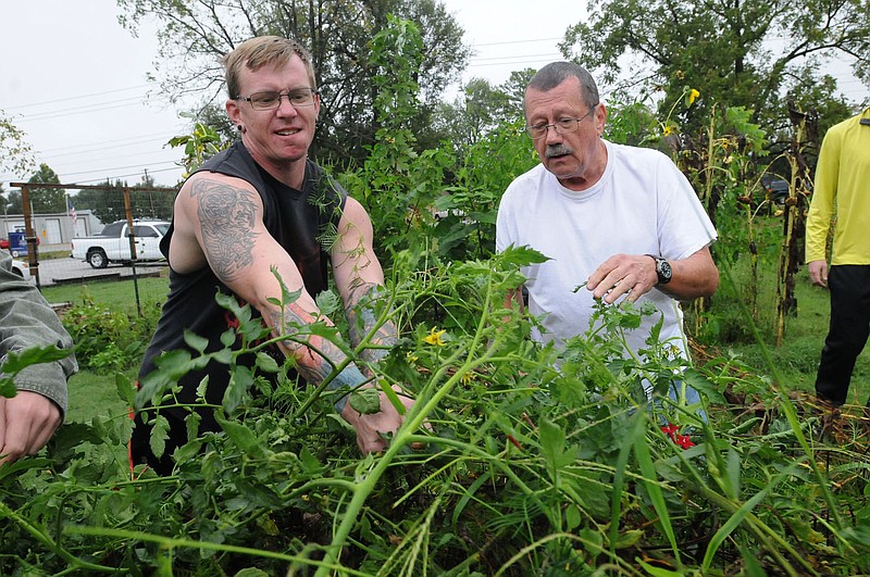 NWA Democrat-Gazette/FLIP PUTTHOFF 
Chad Sparks (left) and Jimmy Goff remove unwanted vegetation from tomato plants Saturday Sept. 10 2016 at Souls Harbor in Rogers. Residents work each Saturday morning around the grounds or buildings, or on service projects around the city.