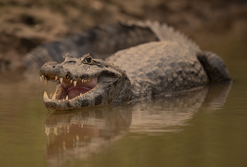 An alligator remains idling at the Encontro das Aguas park at the Pantanal wetlands near Pocone, Mato Grosso state, Brazil, Saturday, Sept. 12, 2020. Wildfire has infiltrated the part as the number of fires at the world's biggest tropical wetlands has more than doubled in the first half of 2020, according to data released by a state institute. (AP Photo/Andre Penner) story.lead_photo.caption