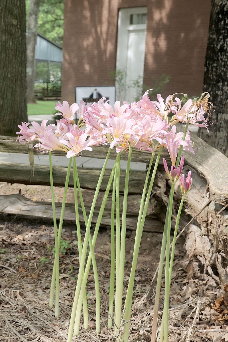 LYNN KUTTER ENTERPRISE-LEADER
These flowers, called Amaryllis Beliadonna, or Naked Lady Lily, graced the front of the office for Historic Cane Hill in August. The office is in the historic Methodist Manse building in Cane Hill.