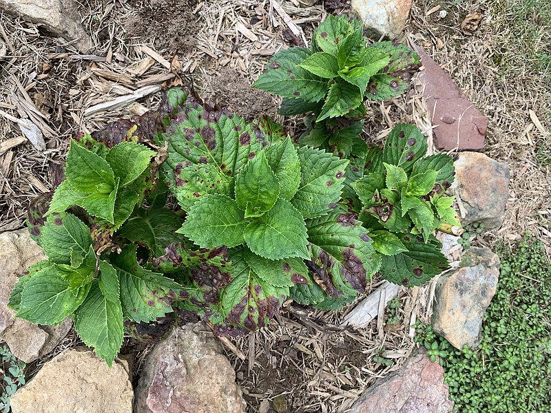 These hydrangeas have Cercospora leaf spot, a fungal disease common on the plants. (Special to the Democrat-Gazette)