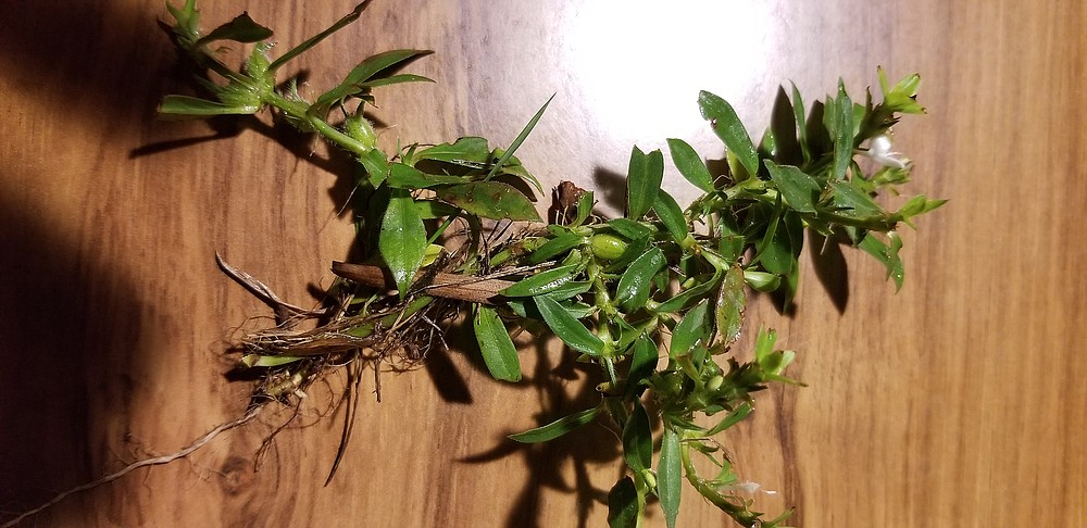 Virginia buttonweed is a persistent weed with an extensive root system. (Special to the Democrat-Gazette)
