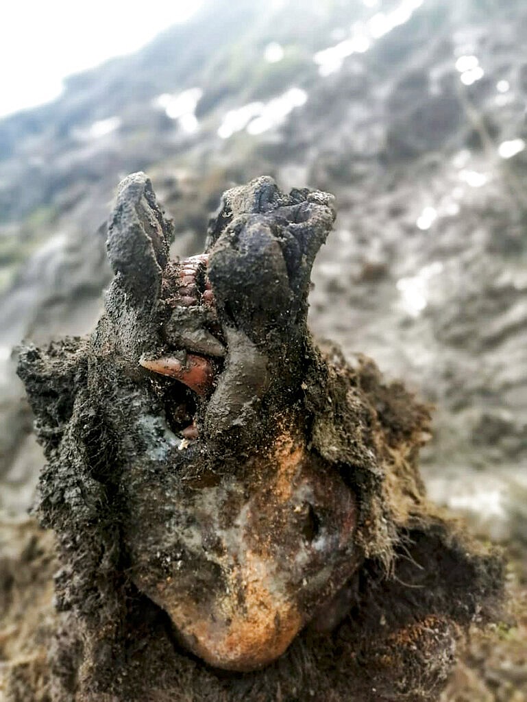 In this undated photo released by North-Eastern Federal University, a head of an Ice Age cave bear found on Bolshoy Lyakhovsky Island, or Great Lyakhovsky, the largest of the Lyakhovsky Islands belonging to the New Siberian Islands archipelago between the Laptev Sea and the East Siberian Sea in northern Russia. Reindeer herders in a Russian Arctic archipelago have found an immaculately preserved carcass of an Ice Age cave bear revealed by the melting permafrost, which has all its internal organs, teeth and even its nose intact. (North-Eastern Federal University via AP) story.lead_photo.caption