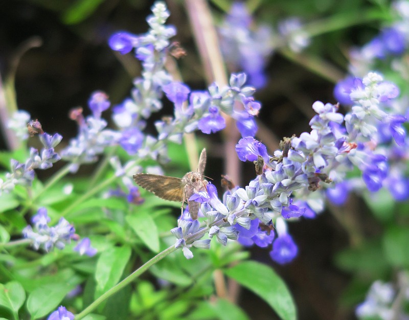 Salvias attract bees and butterflies, and this one is feeding its little visitor in October. (Special to the Democrat-Gazette/Janet B. Carson)