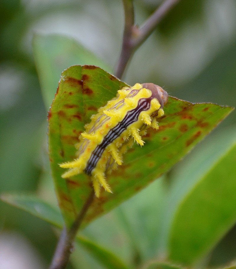 Stinging rose moth caterpillars (Parasa indetermina) are so rarely seen, experts don’t even know if they’re endangered. But several are living happily in Amanda Bancroft’s garden.

(Courtesy Photos/Amanda Bancroft)