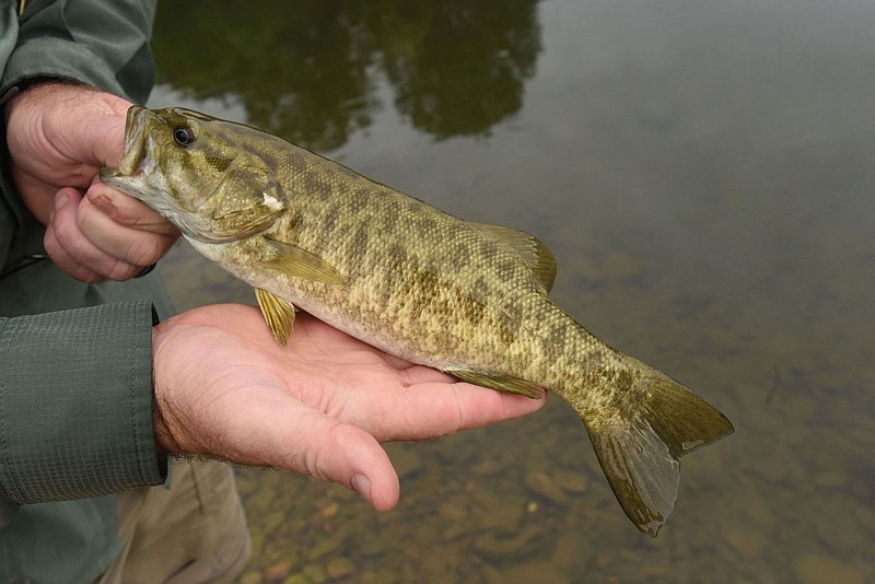 Smallmouth bass and all aquatic life benefit from bank stabilization projects on the West Fork of the White River and other Ozark streams. Jon Stein, Northwest Arkansas district fisheries supervisor with Game and Fish, shows a smallmouth bass he caught during a fish-population study on the West Fork of the White River.
(NWA Democrat-Gazette/Flip Putthoff)