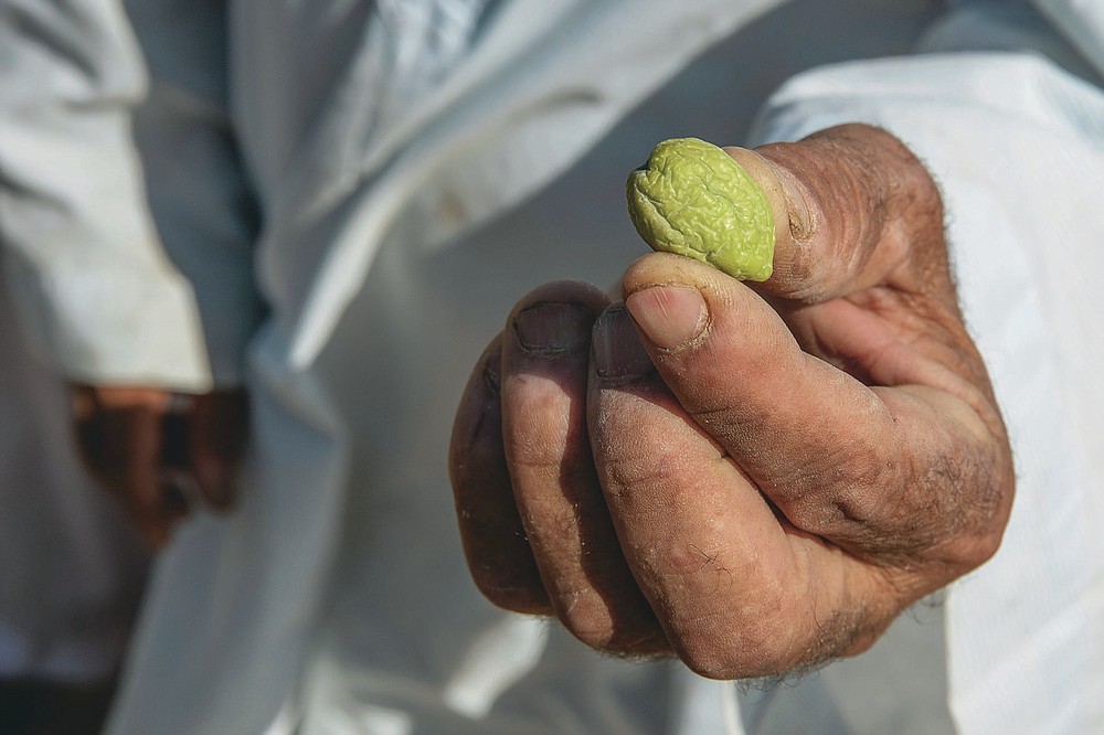 A farmer shows a shriveled olive on a land that was once fertile and green, in Second Village, Qouta town, Fayoum, Egypt, Wednesday, Aug. 5, 2020. Egypt's farmers already face severely stretched water resources due to years of mismanagement and increasing population. Now they worry about the impact of Ethiopia's massive dam project on the Blue Nile, the main tributary feeding the Nile River. No one is sure what effect the dam will have, but many farmers already see the Nile waters they once used to irrigate their fields diverted and they watch their fields drying up. (AP Photo/Nariman El-Mofty)