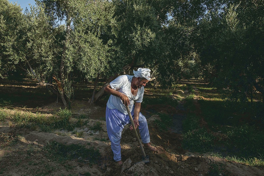 55-year-old Egyptian farmer Makhluf Abu Kassem, plows his land that is drying up, in Second Village, Qouta town, Fayoum, Egypt, Saturday, Aug. 8, 2020. Abu Kassem fears that a dam Ethiopia is building on the Blue Nile, the Nile's main tributary, could add to the severe water shortages already hitting his village if no deal is struck to ensure a continued flow of water. "The dam means our death," he said. (AP Photo/Nariman El-Mofty)