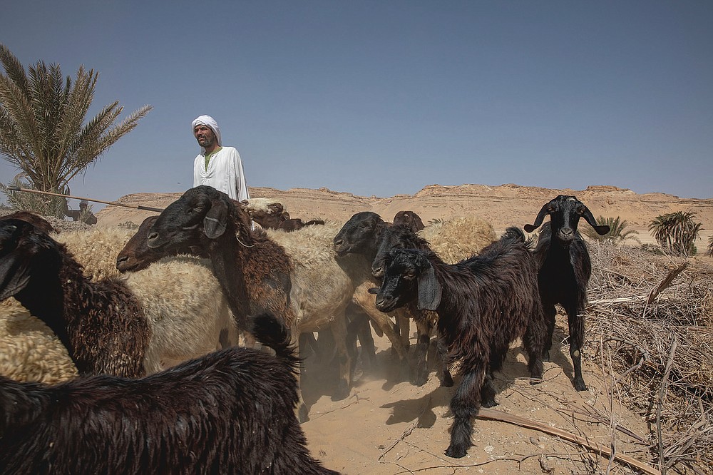 Egyptian farmer and shepherd Abu Mazen walks his sheep after they grazed on dry land that was once fertile and green, in Second Village, Qouta town, Fayoum, Egypt, Saturday, Aug. 8, 2020. Second Village, was one of multiple agricultural communities created in Egypt in the 1960s by the socialist government of President Gamal Abdel-Nasser. Built on reclaimed desert, it depends for irrigation on the Yusuf Canal, which flows from the Nile through Fayoum, fanning out in a series of channels. The villagers enumerated the variety of crops they used to farm, ranging from cotton and vegetables to wheats and grains. (AP Photo/Nariman El-Mofty)