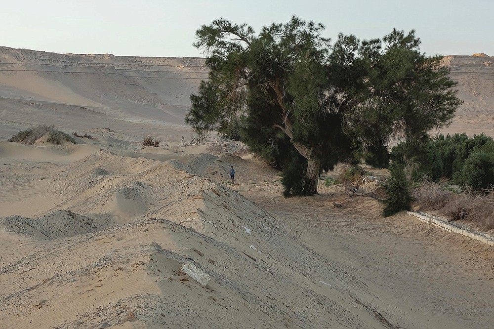 A man stands near a tree on a land that was once fertile and green, in Second Village, Qouta town, Fayoum, Egypt, Saturday, Aug. 8, 2020. Second Village, was one of multiple agricultural communities created in Egypt in the 1960s by the socialist government of President Gamal Abdel-Nasser. Built on reclaimed desert, it depends for irrigation on the Yusuf Canal, which flows from the Nile through Fayoum, fanning out in a series of channels. The villagers enumerated the variety of crops they used to farm, ranging from cotton and vegetables to wheats and grains. (AP Photo/Nariman El-Mofty)