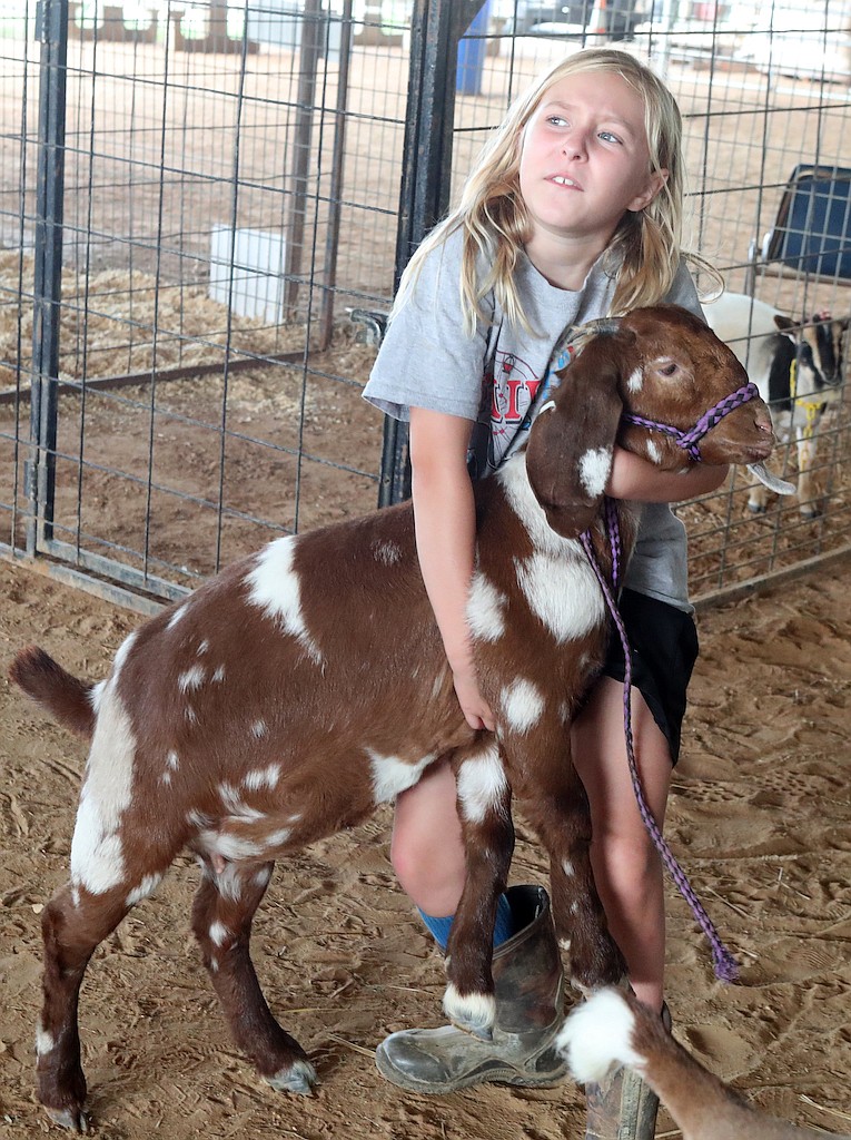 Raylyn Harper, 9, of Pearcy, gets ready to weigh her goat Venus at the Garland County Fairgrounds in preparation for a goat competition in September 2020. - Photo by Richard Rasmussen of The Sentinel-Record