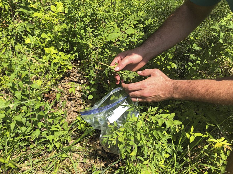 Southern Grasslands Initiative Director Dwayne Estes collects specimens of a possible new species of the sunflower family from a bur oak savanna at Stones River Bend Regional Park in Nashville, Tenn., on June 2, 2020. Estes says the plant has been found only at two locations in Nashville and nowhere else to date. The area where it is growing was originally part of vast patchwork of Southern grasslands that hang on today only in tiny remnants. (AP Photo/Travis Loller)