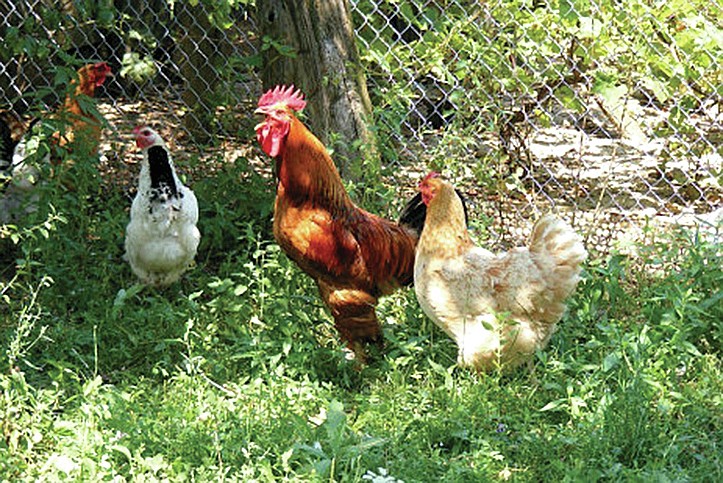 Raising Fowl In Urban Areas Mcdonald County Press