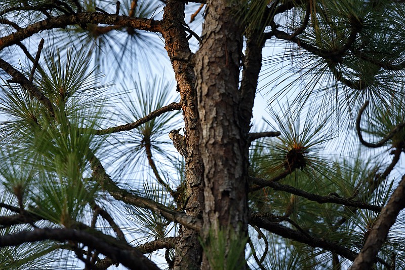 FILE - In this July 30, 2019, file photo, a red-cockaded woodpecker is seen on a long leaf pine at Fort Bragg in North Carolina. A bird declared endangered in 1970 -- the red-cockaded woodpecker, which taps pine sap to protect babies from snakes and gets its sons to help care for the next clutch of nestlings -- has recovered enough to relax federal protection, officials said Friday, Sept. 25, 2020. (AP Photo/Robert F. Bukaty, File)
