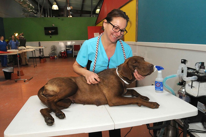 NWA Democrat-Gazette/FLIP PUTTHOFF 
SPAY, NEUTER DAY
Angela Johnson with the Rogers city animal shelter gets a dog ready for surgery on Saturday Feb. 27, 2016  during a spay and neuter event sponsored by Spay Arkansas and held at Phenom-A-Dog, 200 S. 24th St., in Rogers. Seventy dogs and cats belonging to low-income families were spayed or neutered for a reduced cost at the event, said Romaine Kobilsek, board member with Spay Arkansas. February is National Spay and Neuter Month, she said. Spay Arkansas is a nonprofit organization dedicated to spaying and neutering pets for people with low incomes. The group, based at their clinic in Springdale, has seen 22,000 dogs and cats spayed or neutered in the last five years, Kobilsek said.