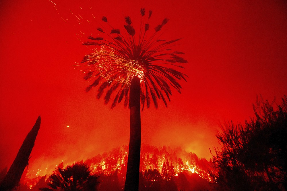 Embers fly from a tree as the Glass Fire burns in St. Helena, Calif., Sunday, Sept. 27, 2020. (AP Photo/Noah Berger)