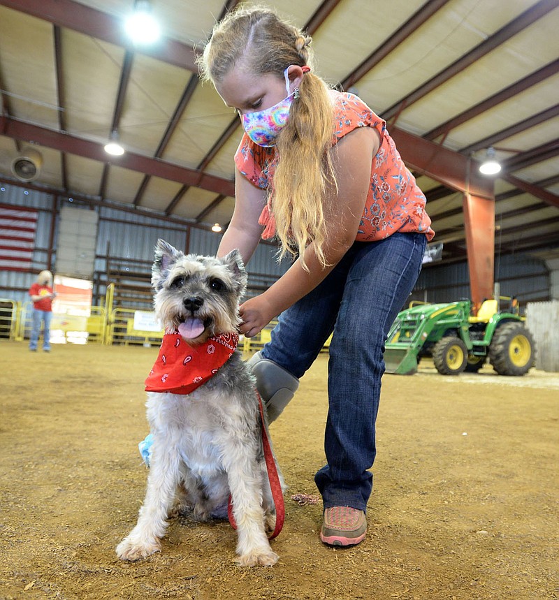 ANDY SHUPE NWA DEMOCRAT-GAZETTE Brinley Dobbs, 11, of Lincoln ties a bandana on her dog, Klaus, before competing in the 2020 Washington County Youth Dog Show in the arena at the county fairgrounds in Fayetteville. The show is the final event of the 2020 Washington County Fair.