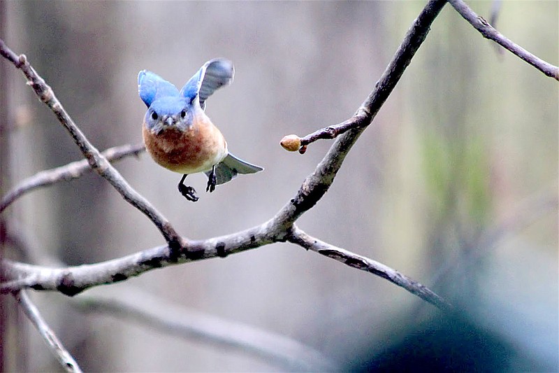 Jennifer Knoke was awarded fourth place in the Bluebird Photograpy contest.