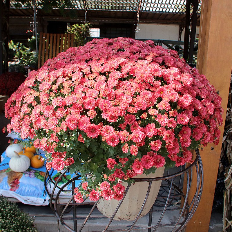 LYNN KUTTER ENTERPRISE-LEADER
Mums are popular for decorating the yard during fall but they also are a perennial and can be planted in the ground to enjoy the following year. Chicken Holler in Farmington has mums, pumpkins, trees and shrubs for sale at their business.