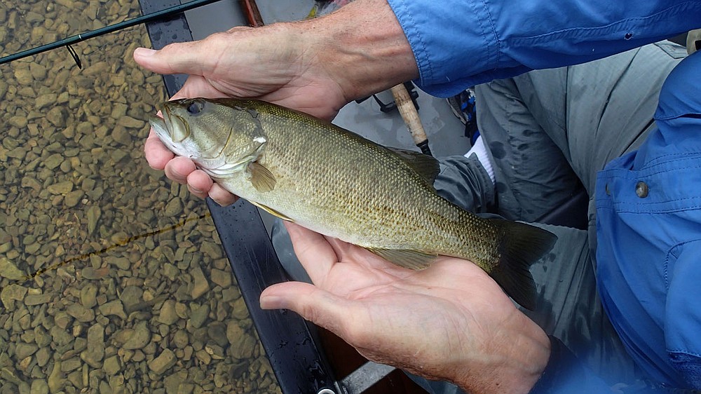 Smallmouth bass were in a mood to bite Sept. 11 2020 on the Elk River.
(NWA Democrat-Gazette/Flip Putthoff)