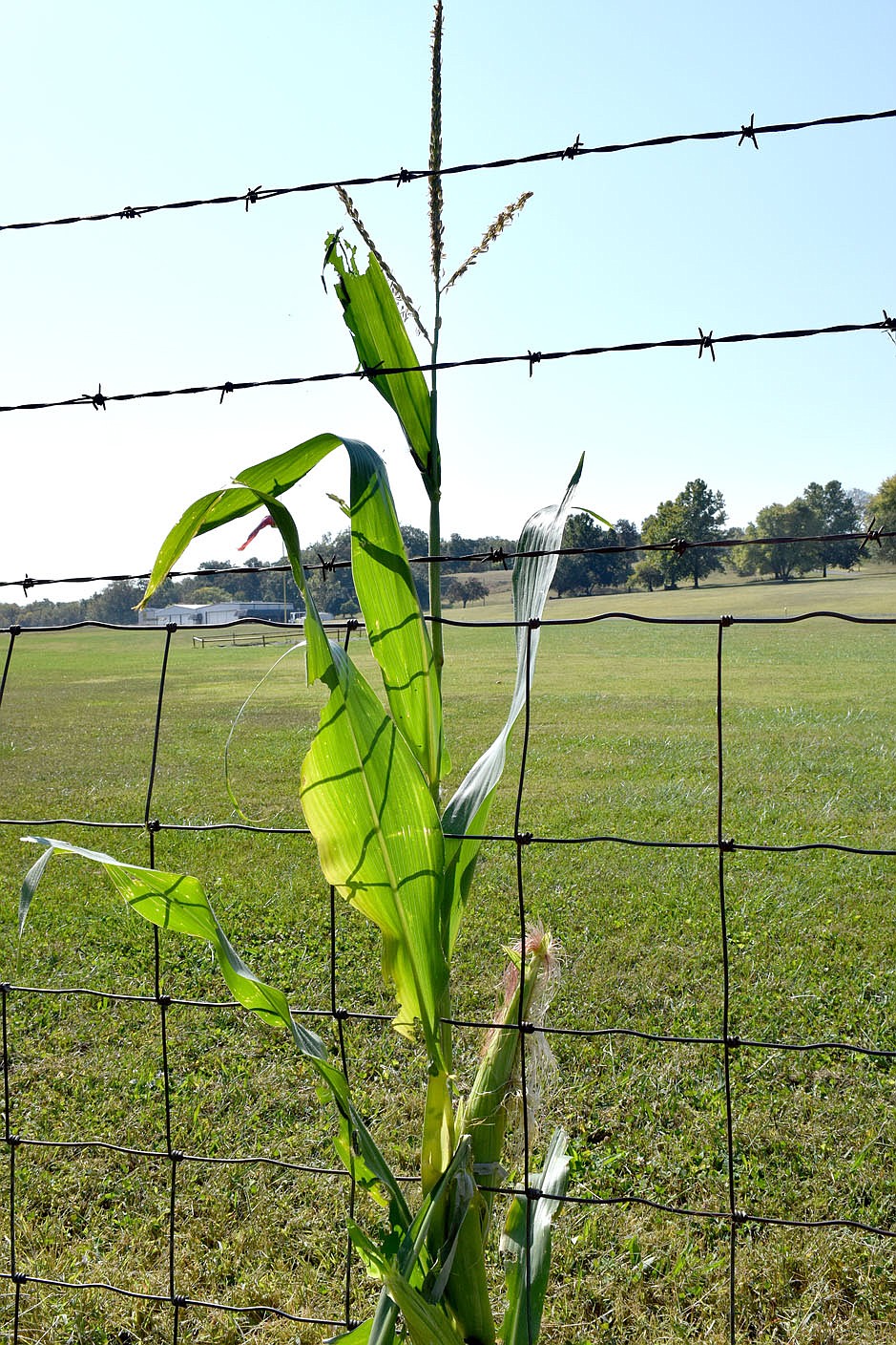 Eagle Riding Corn Unlikely place to grow corn | Westside Eagle Observer