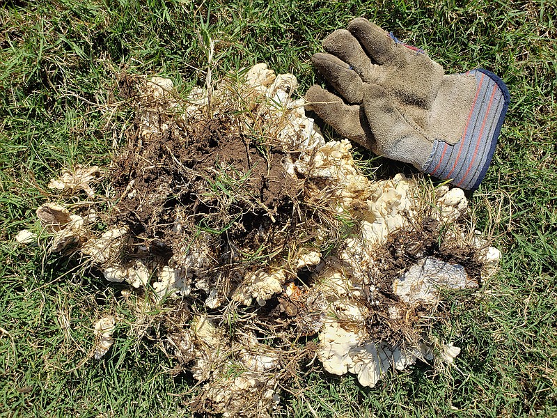 This fungus in a reader's Bermuda lawn is a type that grows from rotting roots where a tree has died. (Special to the Democrat-Gazette)