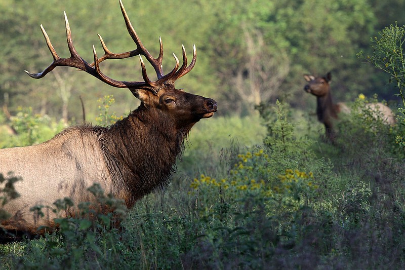 A bull elk (left) and a cow elk graze in Boxley Valley, along Arkansas 21 during a past autumn. Elk can be seen from the highway mornings and evenings in meadows of the Boxley Valley and Ponca areas. 
(Arkansas Game and Fish/Mike Wintroath)