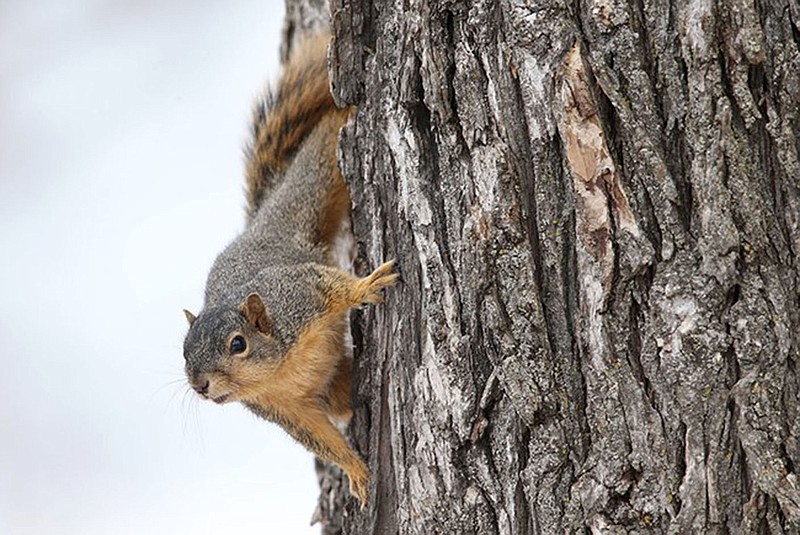 Calls can bring squirrels out of hiding.
(Courtesy photo/Arkansas Game and Fish Commission)
