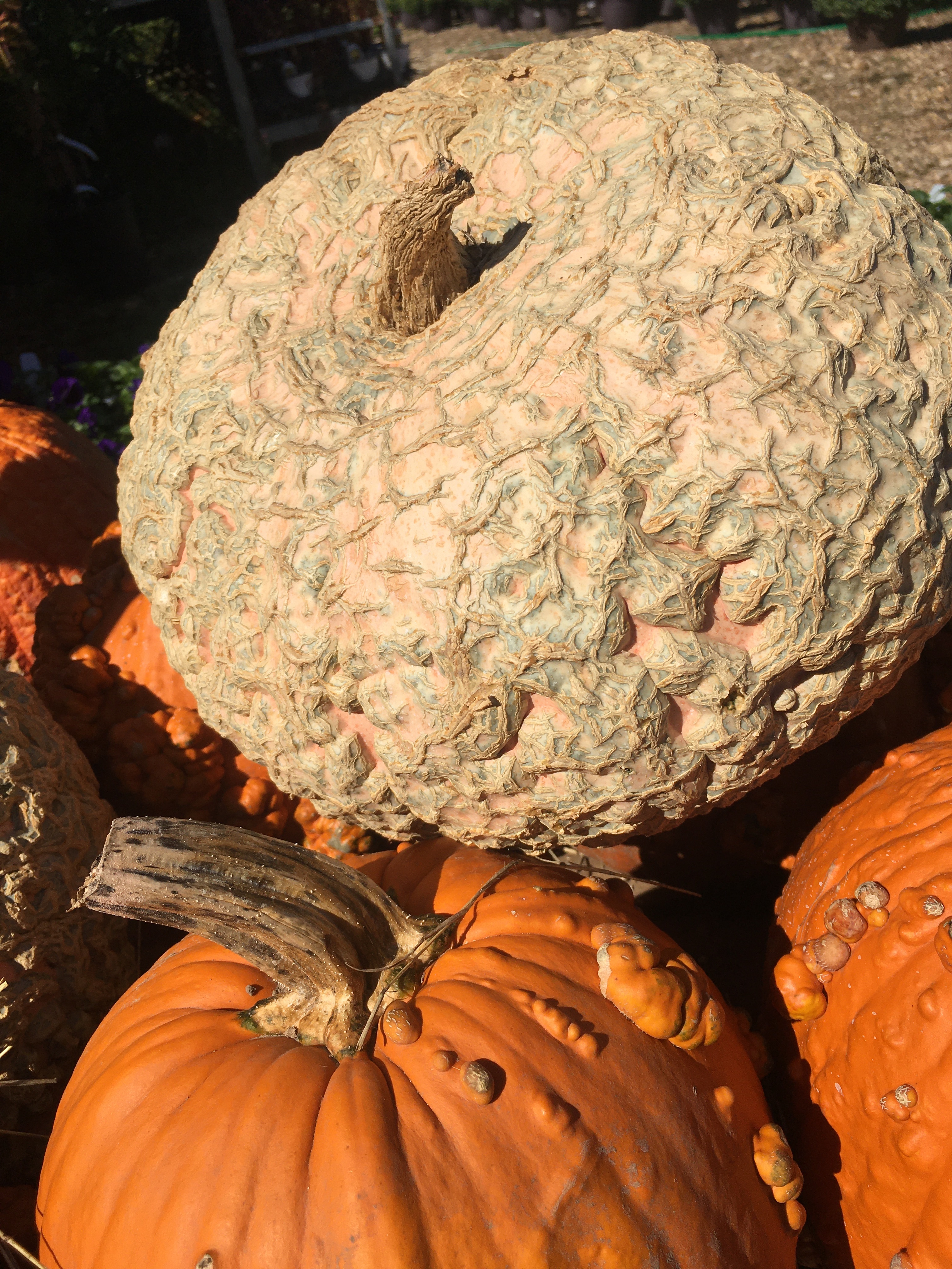 Nontraditional pumpkins find popularity
