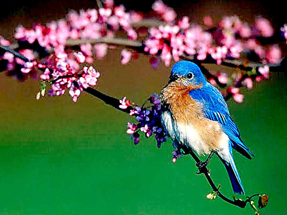 Bill Johnson was the first place winner in the fortieth anniversary Bluebird Society Photograpy Contest