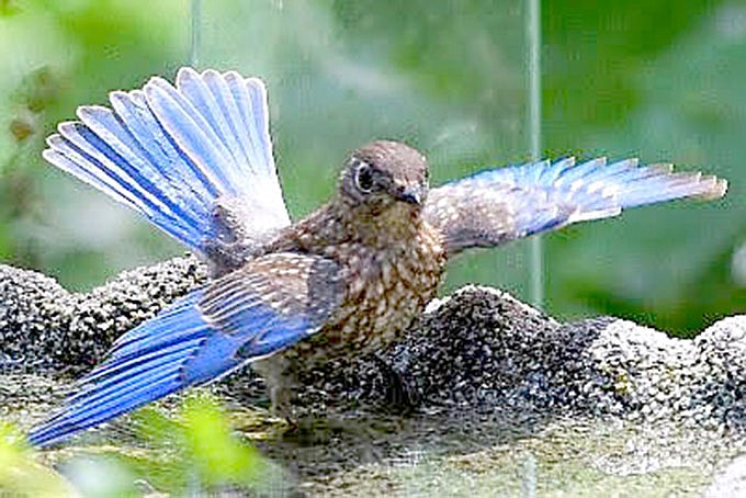 Sharla Miller was awarded fifth place in the Bluebird Photograpy contest.
