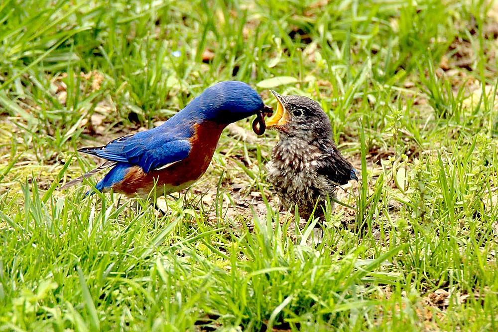 Debbie Raspberry was awarded third place in the Bluebird Photograpy contest.