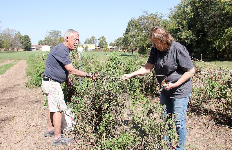 LYNN KUTTER ENTERPRISE-LEADER
Jim Sposato and Judy Cohea pick the last of the green tomatoes from the Lincoln Community Gardens as they clear out all the tomato plants for the year. The garden provided almost 4,500 tomatoes to G.R.A.C.E. Place for 2020.