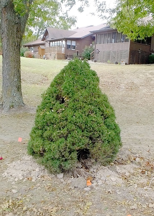 Cedar tree spared, transplanted The Weekly Vista