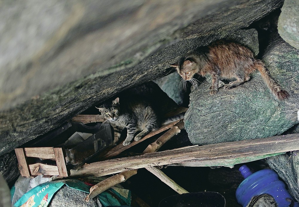 Furtada Island, Brazil:”island Of The Cats” And Misery – World Animals 