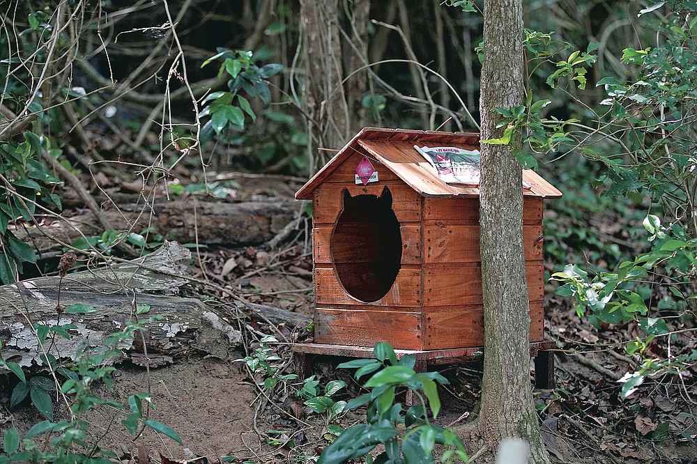 On Brazil's tropical island of cats, virus led to starvation